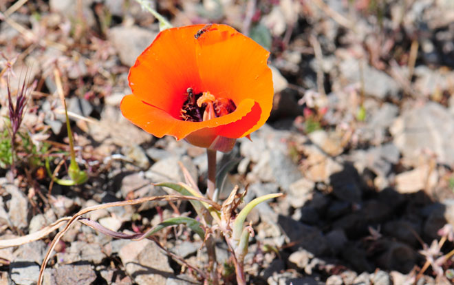 Calochortus kennedyi, Desert Mariposa Lily
